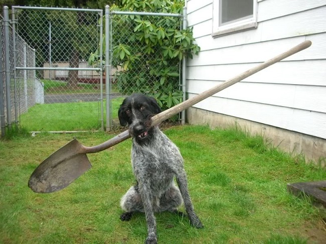 shovel pointer dog funny