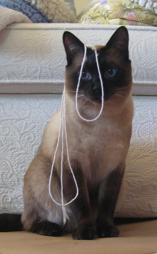 15 Reasons Siamese Cats Are Not The Friendly Cats Everyone Says They Are 11 siamese cat sitting photo fun