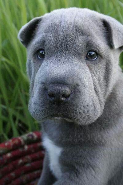 silver shar pei