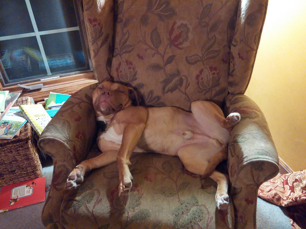 sleeping pit bull arm chair