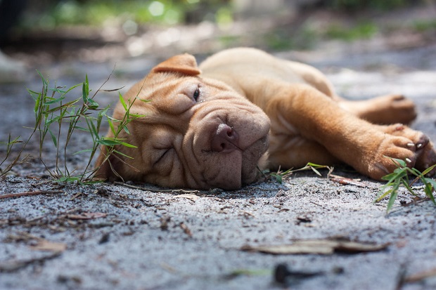 sleeping puppy shar pei