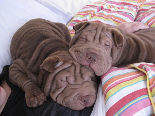 sleeping shar peis puppies