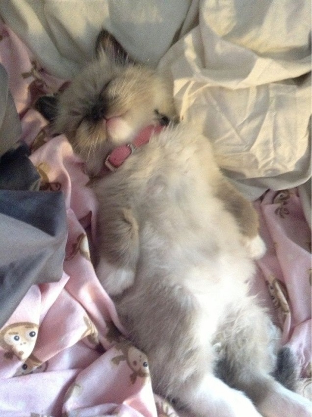 15 Reasons Siamese Cats Are Not The Friendly Cats Everyone Says They Are 3 sleeping siamese cat