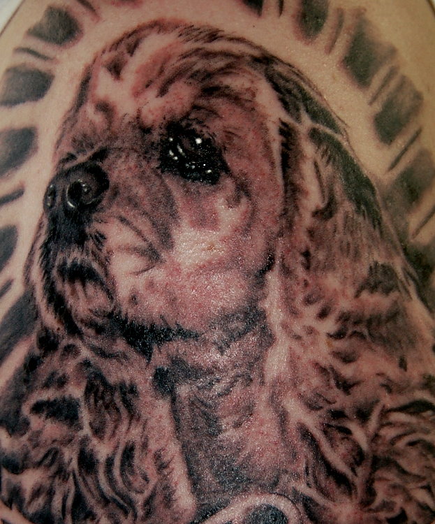 spaniel tattoo art pics