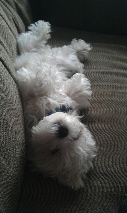 16 Reasons Maltese Dogs Are Not The Friendly Dogs Everyone Says They Are 4 spoiled maltese