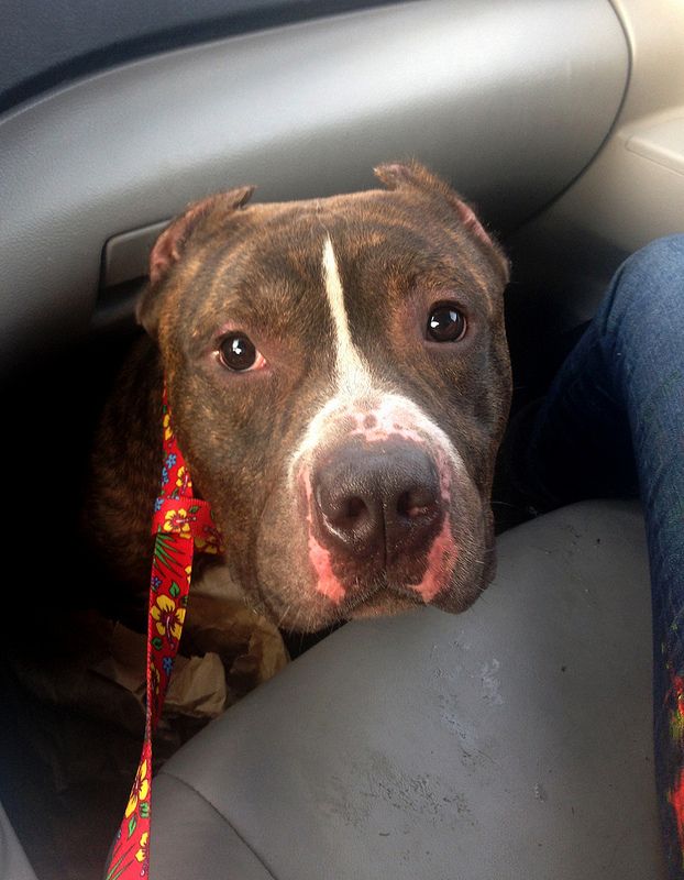 staffordshire bull terrier dog look