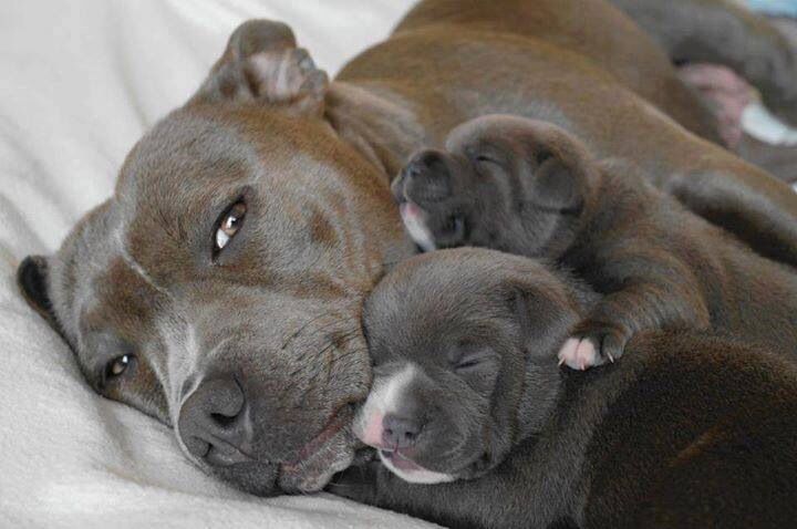 16 Reasons Staffordshire Bull Terriers Are The Worst Indoor Dog Breeds Of All Time 16 staffordshire bull terrier family