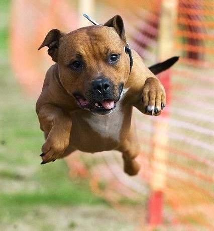 16 Reasons Staffordshire Bull Terriers Are The Worst Indoor Dog Breeds