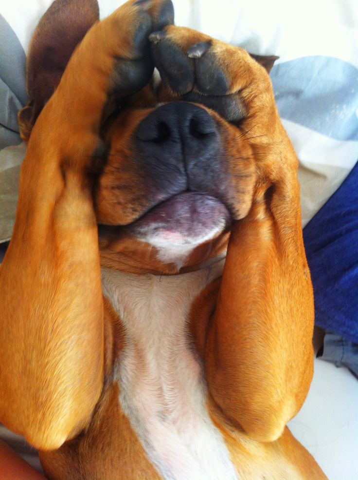 16 Reasons Staffordshire Bull Terriers Are The Worst