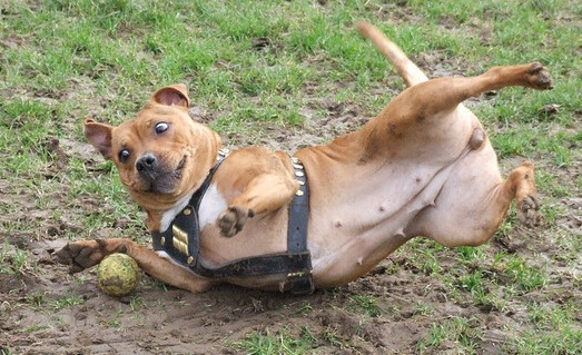 16 Reasons Staffordshire Bull Terriers Are The Worst Indoor Dog Breeds Of All Time 7 staffordshire bull terrier playing