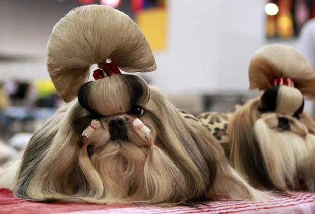 16 Reasons Shih Tzus Are The Worst Indoor Dog Breeds Of All Time 16 stylish shih tzu pics