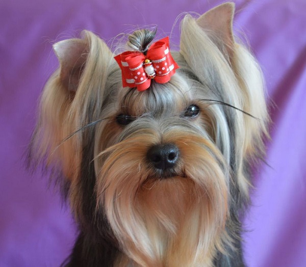 stylish yorkshire terrier amazing