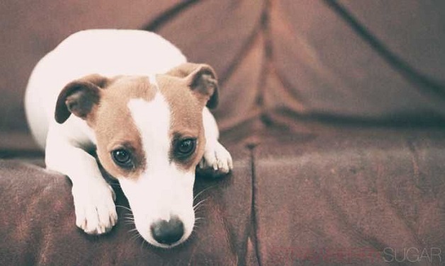 thinking jack russell dog image sofa
