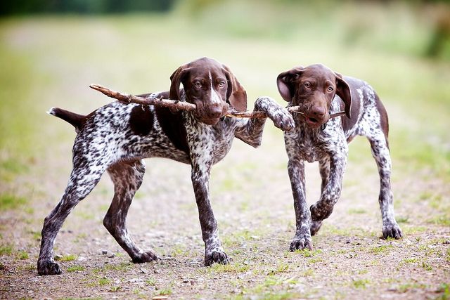 two pointers photo dogs