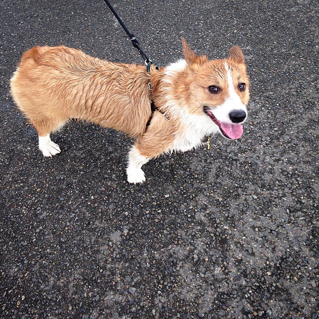 wet corgi rain