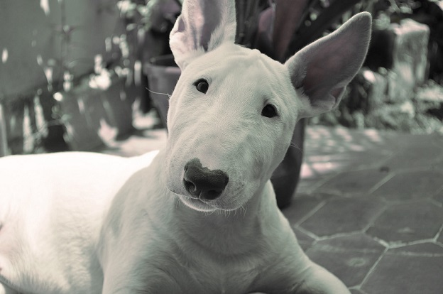 white bull terrier photo curious