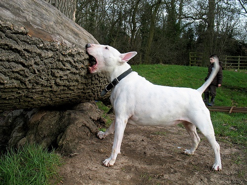 white bull terrier tree play
