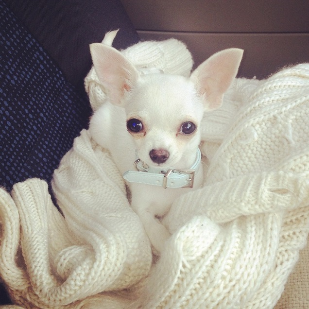 16 Reasons Chihuahuas Are Not The Friendly Dogs Everyone Says They Are 5 white chihuahua eyes