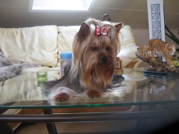 yorkshire terrier table cute