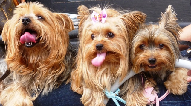 10 Yorkshire Terriers Totally Defying The Laws Of Physics 9