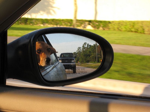 18 Things All Beagle Owners Must Never Forget 13 Beagle Passenger