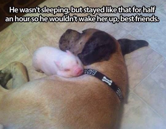 Best friends great dane pig