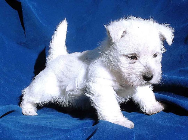Bichon Frise cute puppy