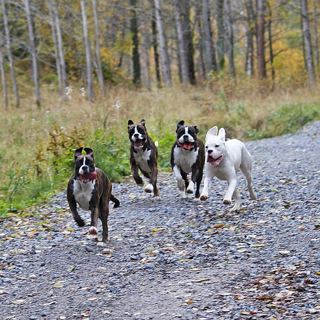 Boxers Run forest fast