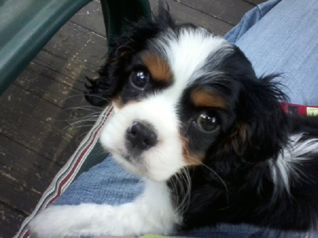 Cavalier King Charles Spaniel eyes face cute