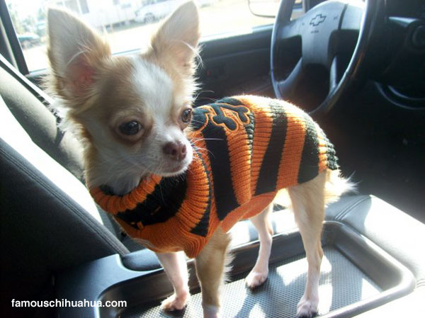 16 Things All Chihuahua Owners Must Never Forget 13 Chihuahua car