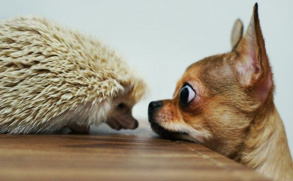 16 Things All Chihuahua Owners Must Never Forget 10 Chihuahua friend