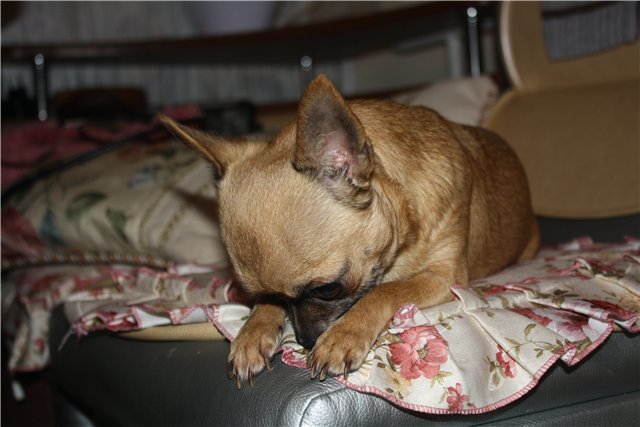 16 Things All Chihuahua Owners Must Never Forget 15 Chihuahua sad dog