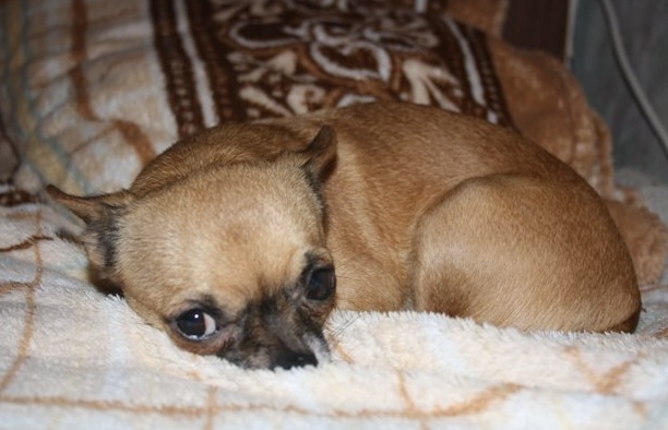 16 Things All Chihuahua Owners Must Never Forget 4 Chihuahua sad