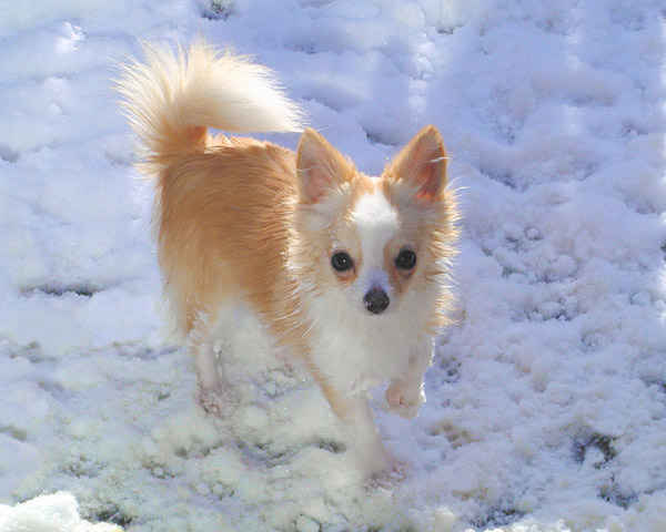 16 Things All Chihuahua Owners Must Never Forget 1