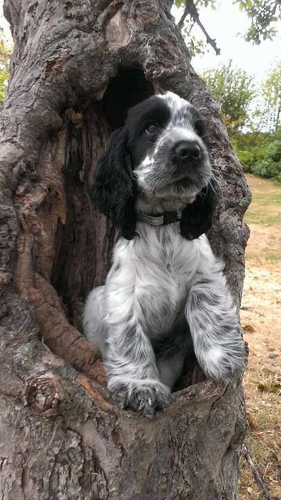 Cocker Spaniel climbing