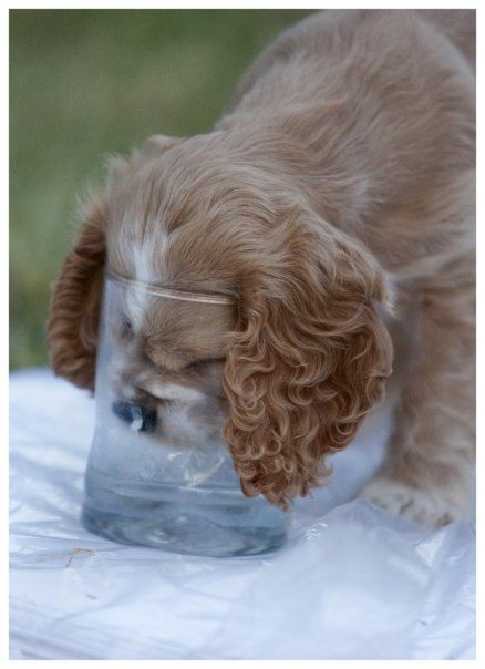 Cocker Spaniel drinking