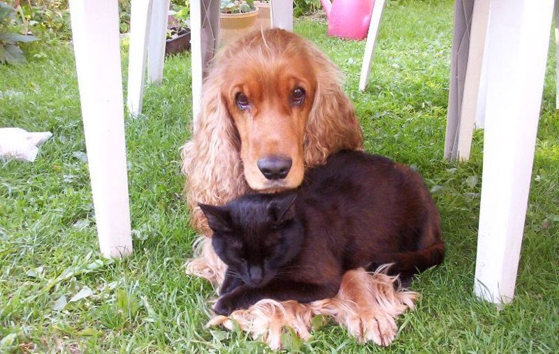 Cocker Spaniel friend