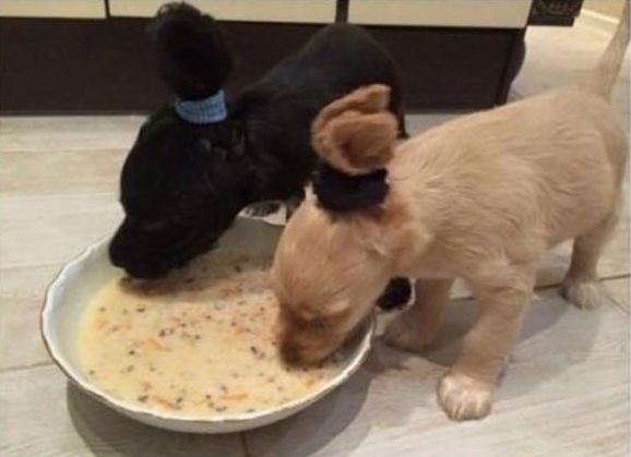 Cocker Spaniel puppies eating