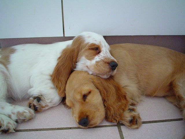 Cocker Spaniel sleeping
