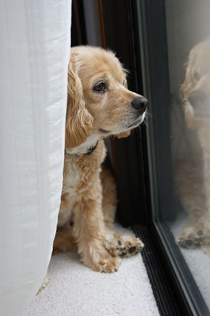 Cocker Spaniel watching