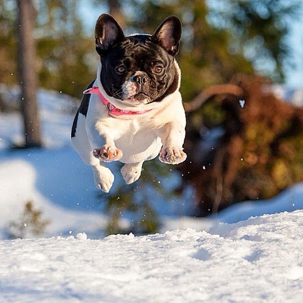 French Bulldog flies snow
