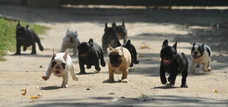 French Bulldog flock