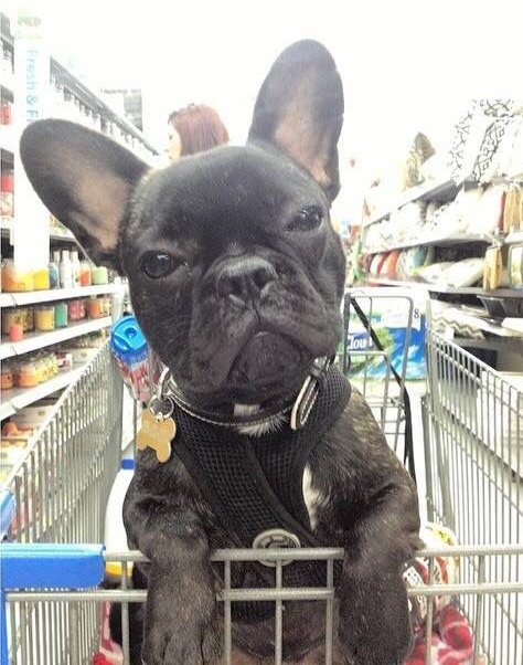 French Bulldog in trolley