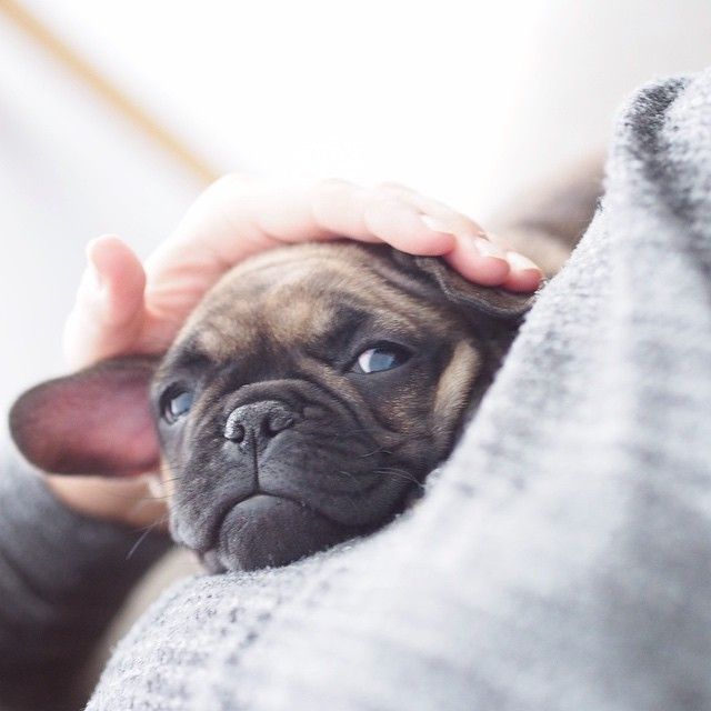French Bulldog love