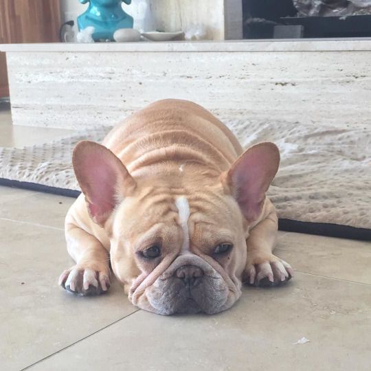French Bulldog sad dog