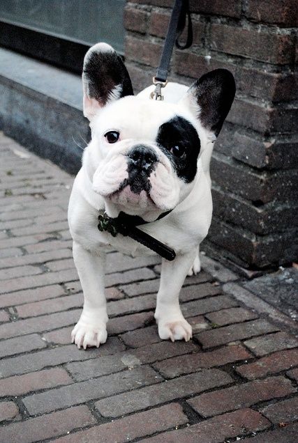French Bulldog street