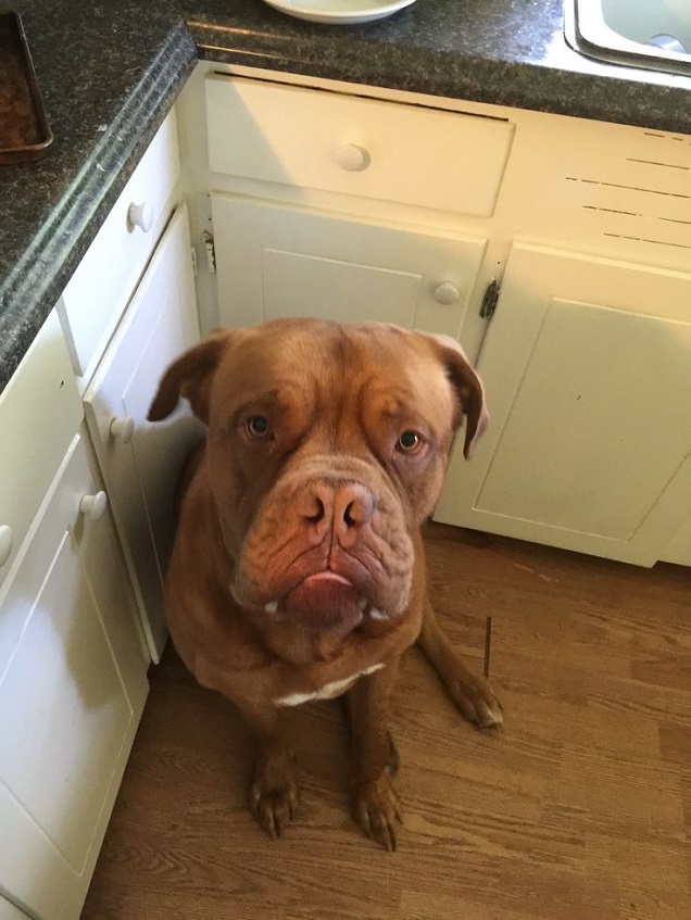 French Mastiff begging