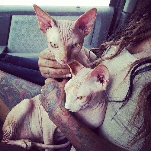 Furless Cat