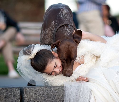 German Pointer, was posing with bride