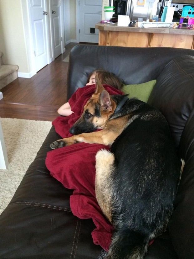 German shepherd cuddles sofa